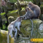 Ubud Bali Tour Package
