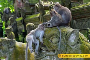 Ubud Bali Tour Package