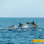 lovina dolphin bali tour - buda bali tour