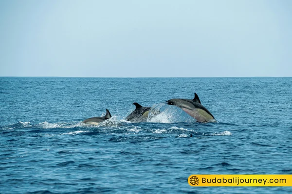 lovina dolphin bali tour - buda bali tour